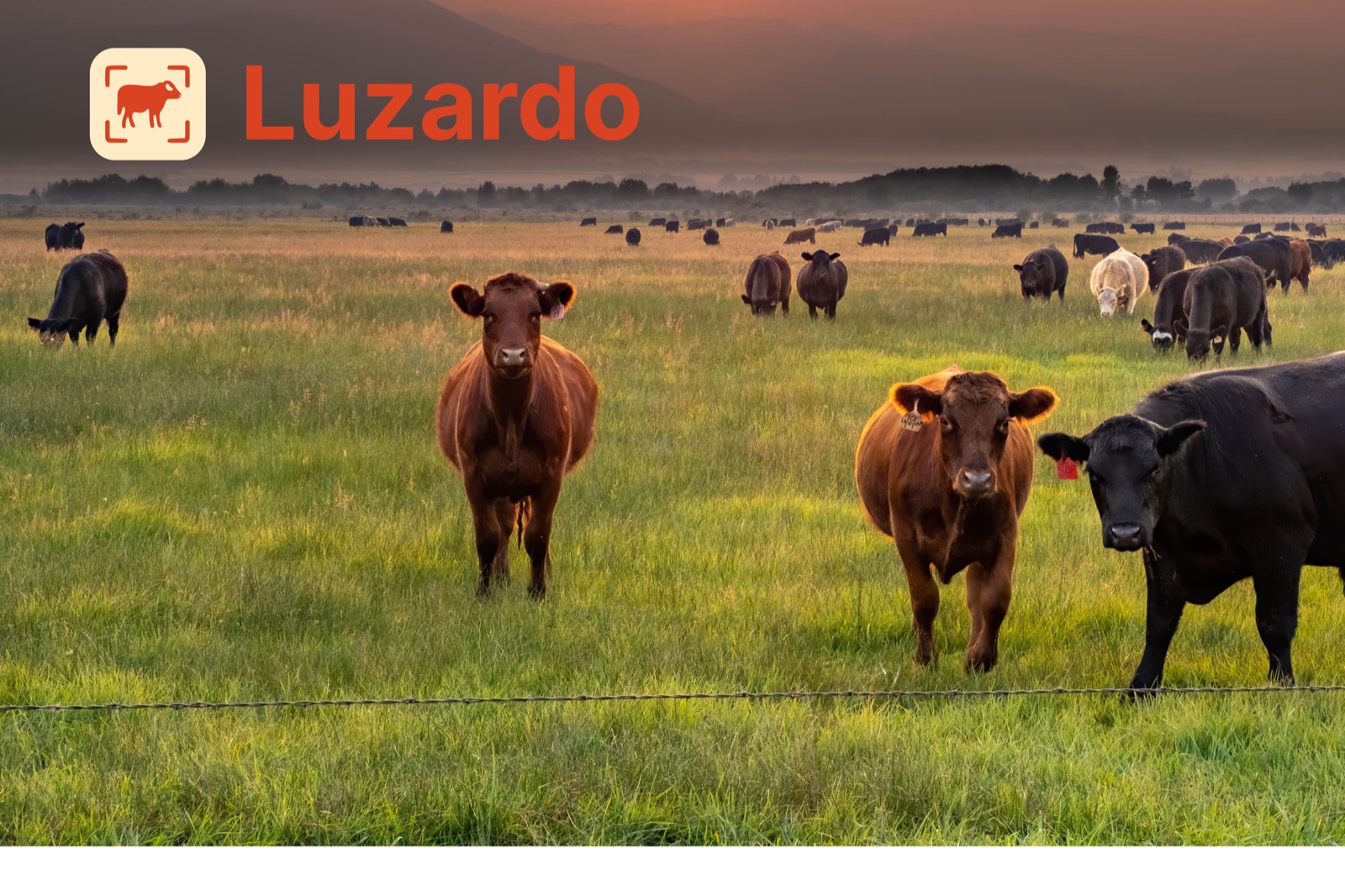 Luzardo banner